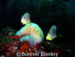 This pair of butterfly fish was seen in Tobago June 2007.... by Bonnie Conley 